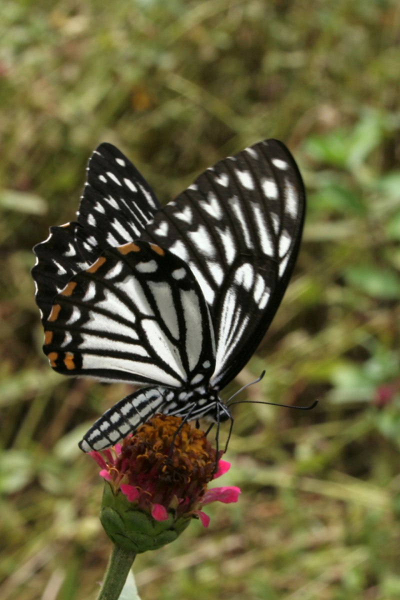 Clytie illunaris