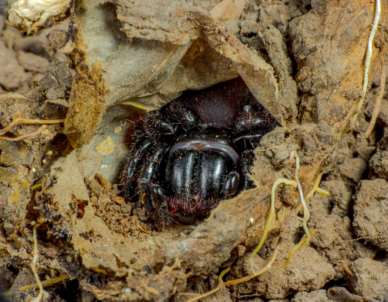 Missulena occatoria