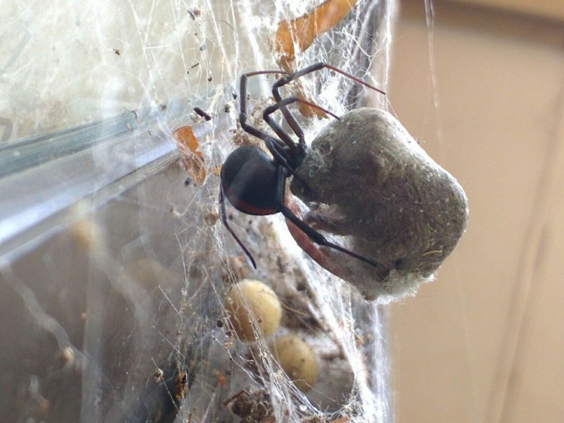 Argiope savignyi