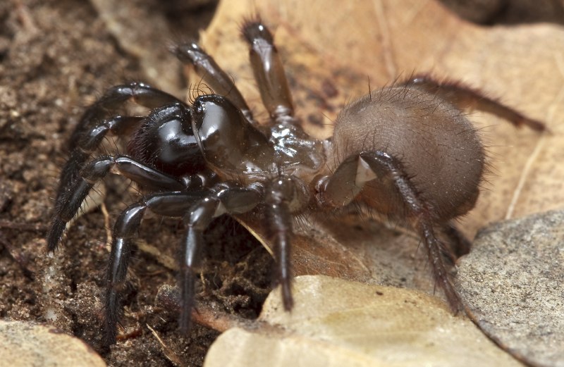 Пауки Mygalomorphae