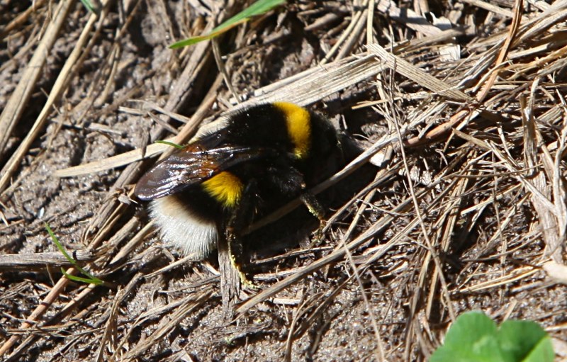Шмель в. terrestris