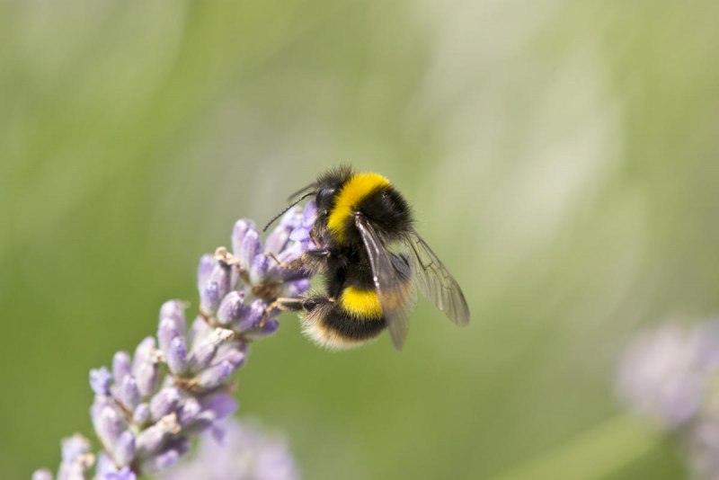 Bombus terrestris l. – Шмель Земляной
