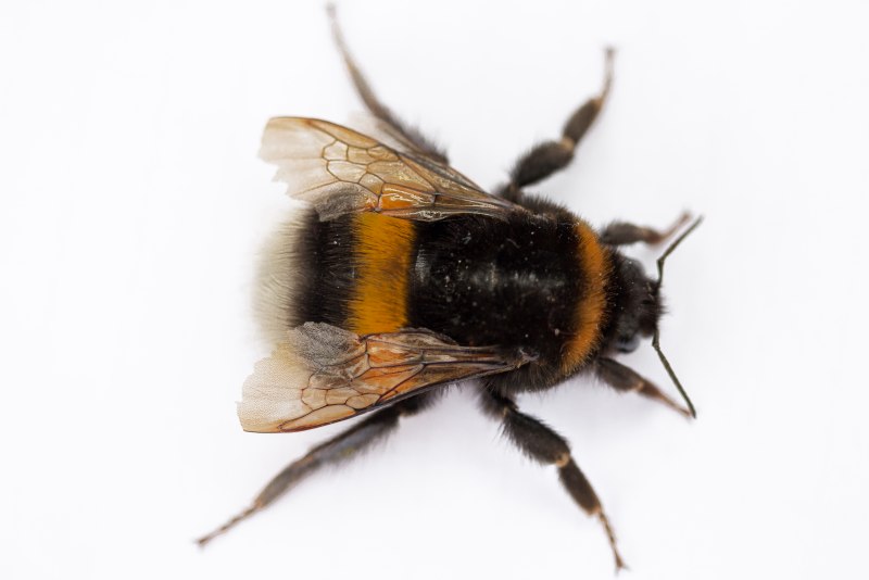 Шмель Bombus Impatiens