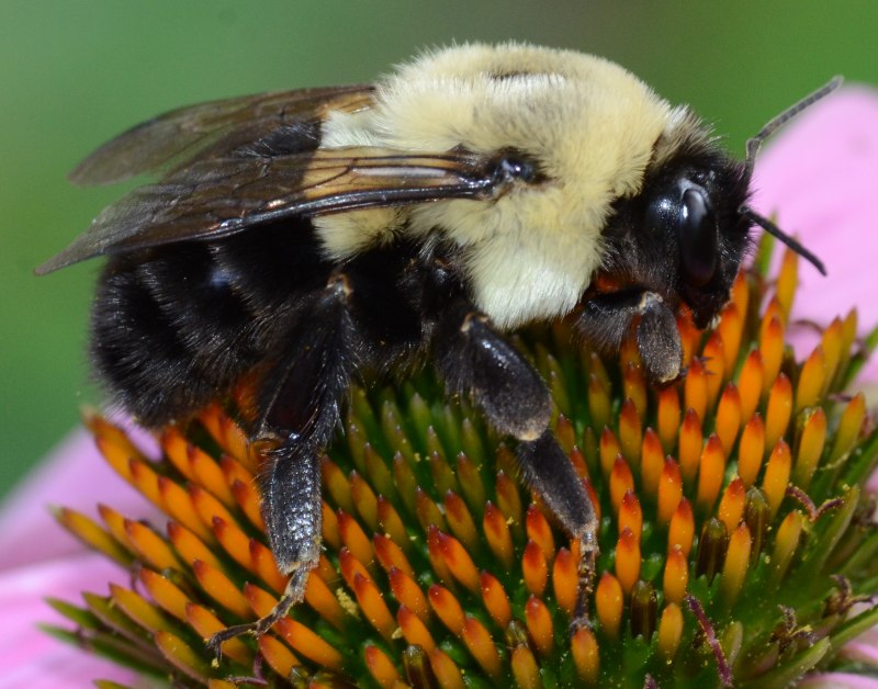 Шмель Земляной Bombus terrestris