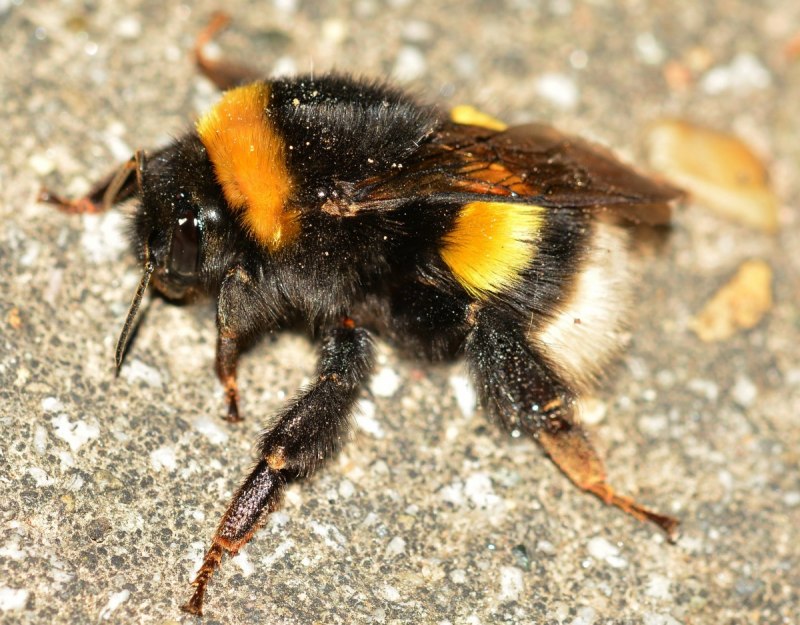Bombus terrestris (Linnaeus, 1758)