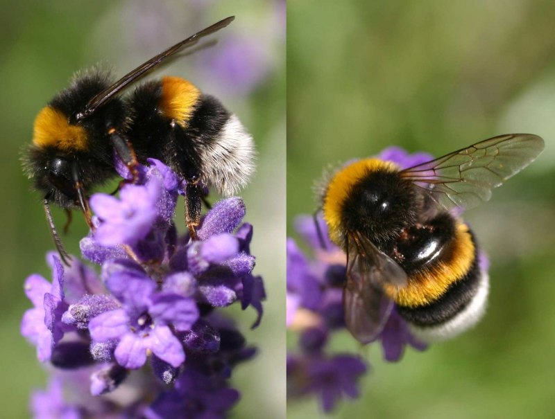 Bombus terrestris читать