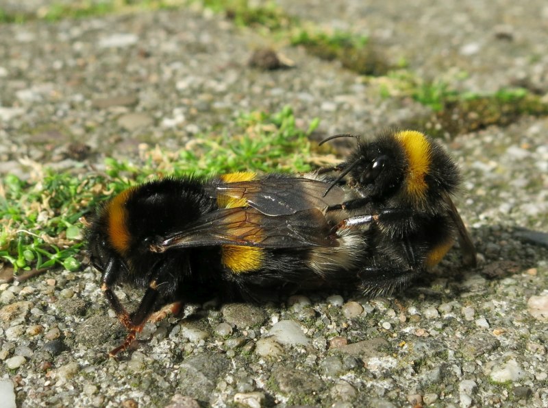 Bombus terrestris