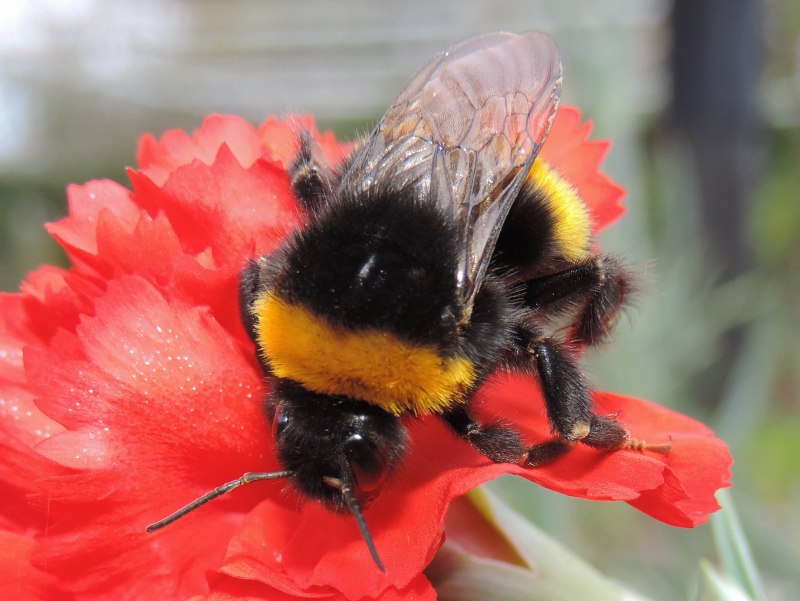 Шмель Земляной Bombus terrestris