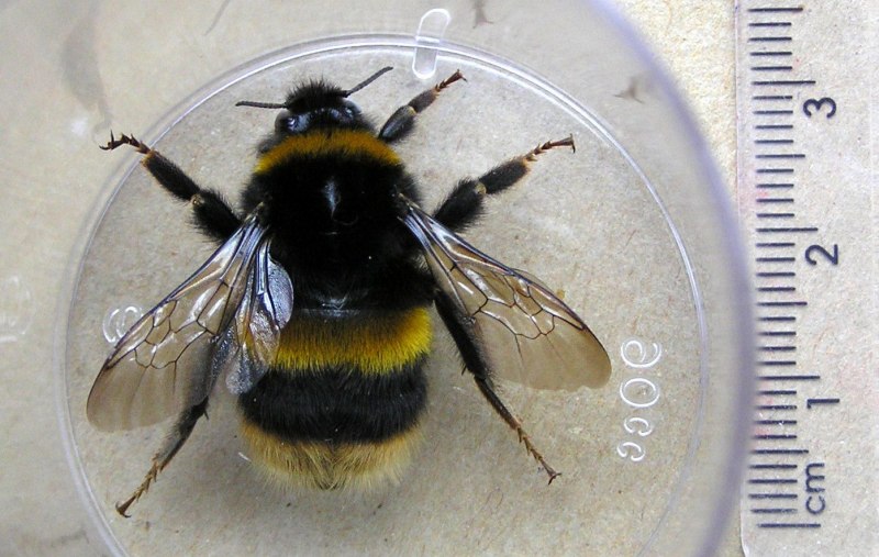 Bombus terrestris