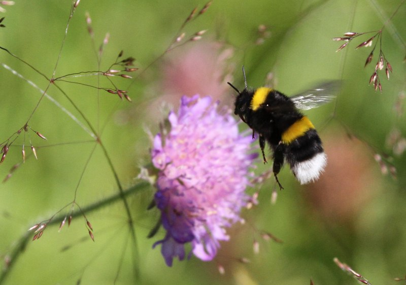 Шмель Земляной Bombus terrestris