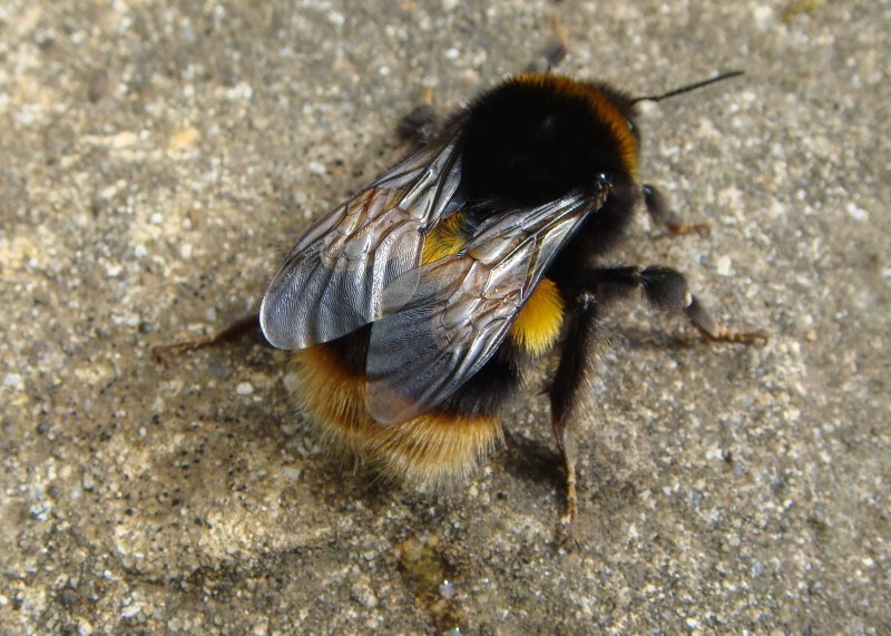 Шмель Bombus pascuorum