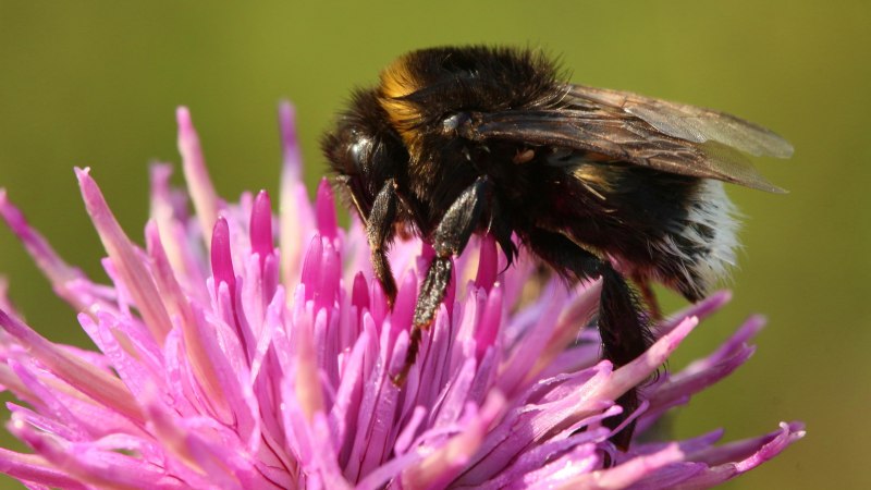 Шмель Земляной Bombus terrestris