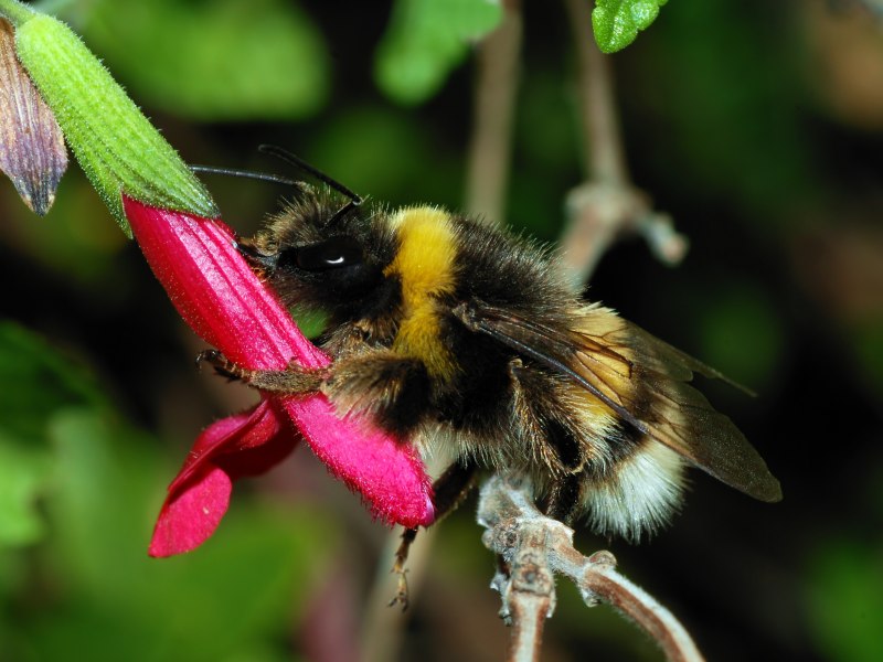Шмель конфузус — Bombus confusus