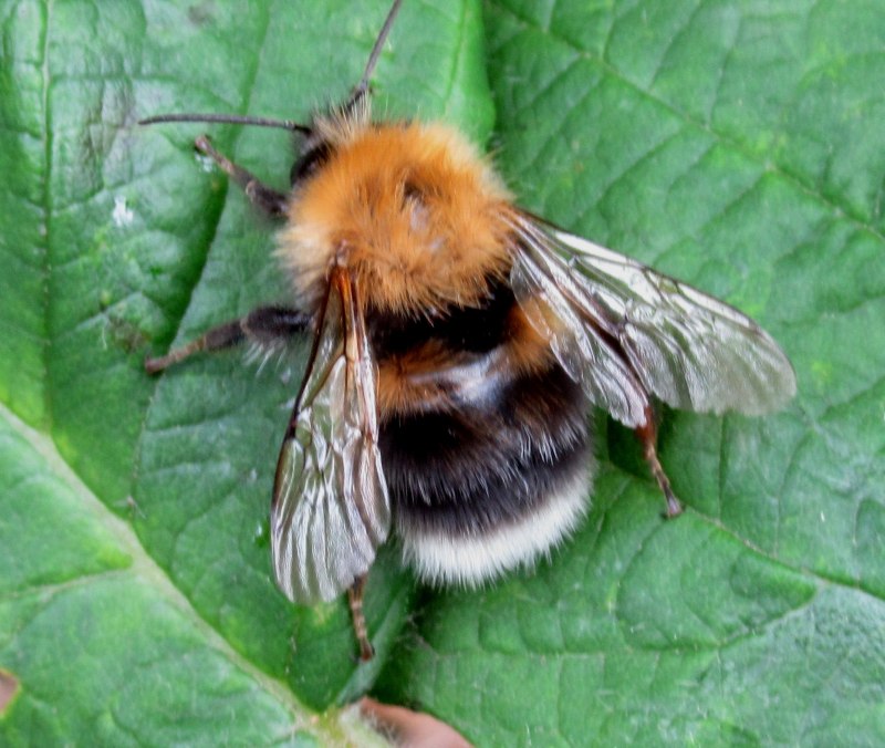 Шмель Bombus hortorum