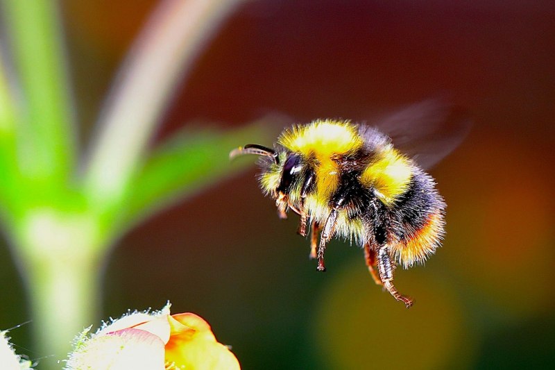 Шмель Степной Bombus fragrans (Pallas, 1771)