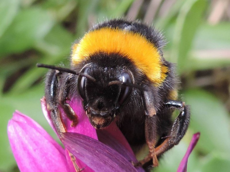 Шмель спорадикус – Bombus sporadicus