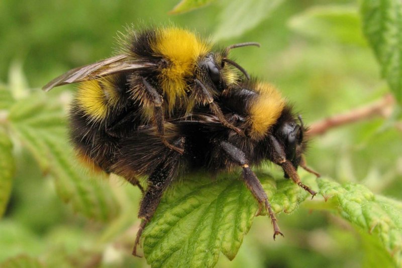 Bombus terrestris гнездо