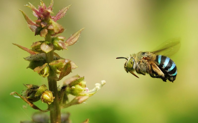 Шмель Байкальский Bombus deuteronymus