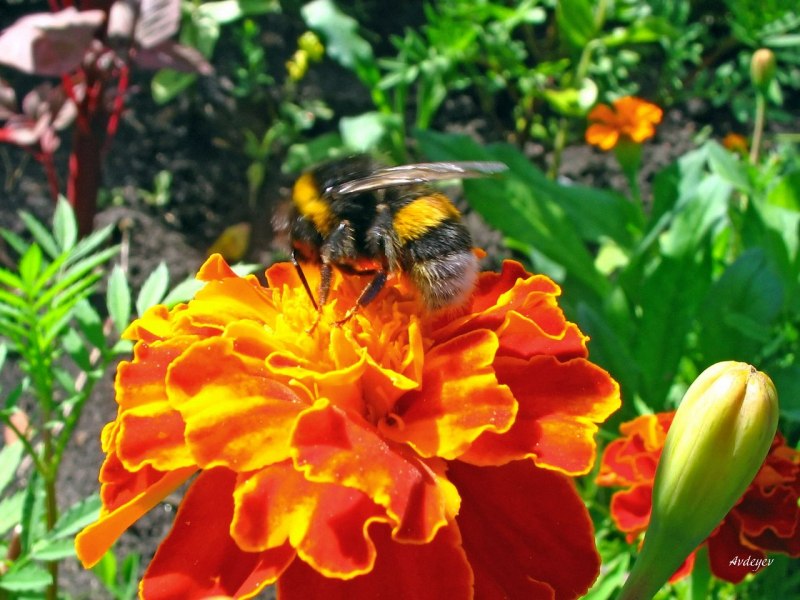 Степной Шмель Bombus fragrans