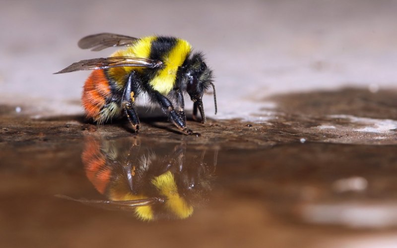 Шмель Лесной (Bombus muscorum