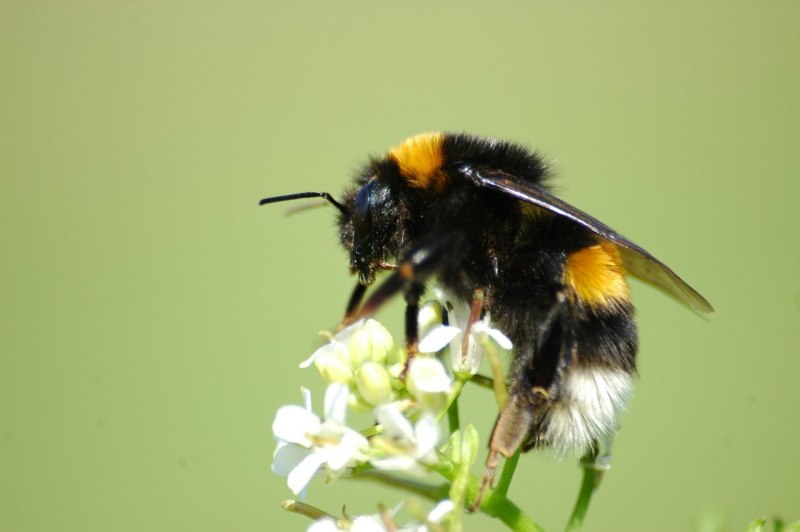 Bombus Bombus Шмель