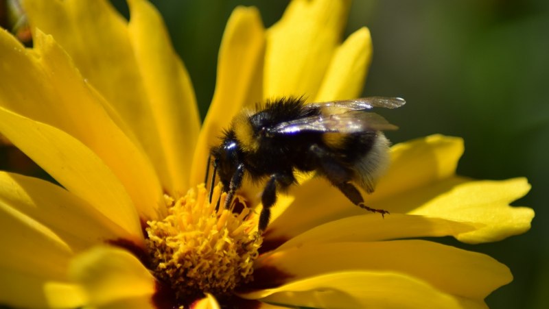Bombus terrestris l. – Шмель Земляной