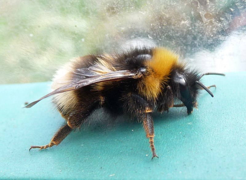 Bombus terrestris гнездо