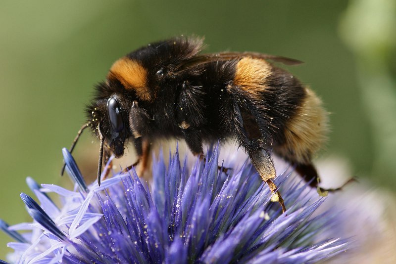 Bombus terrestris гнездо