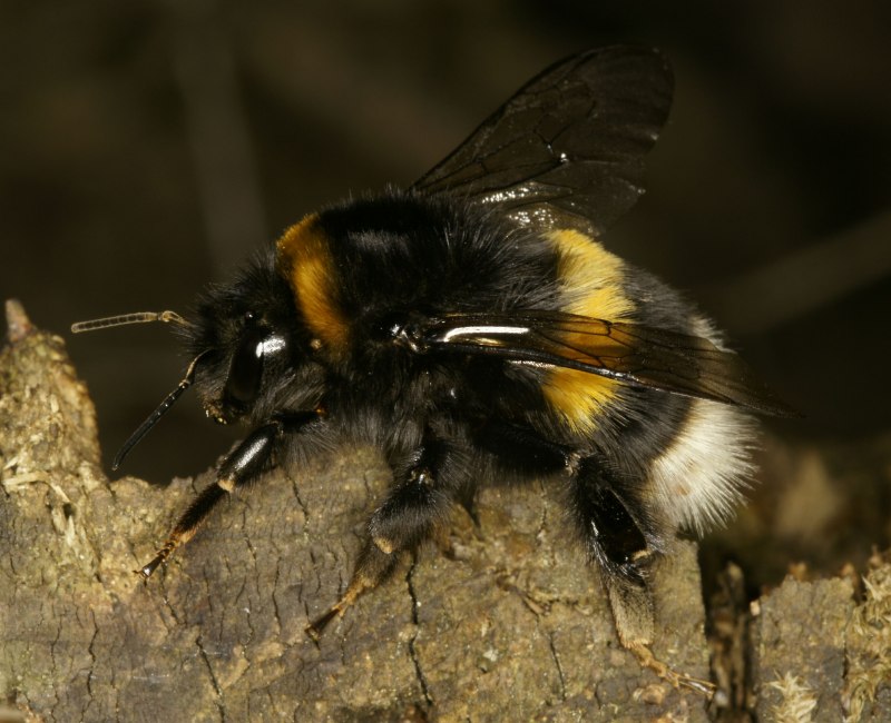 Шмель в. terrestris