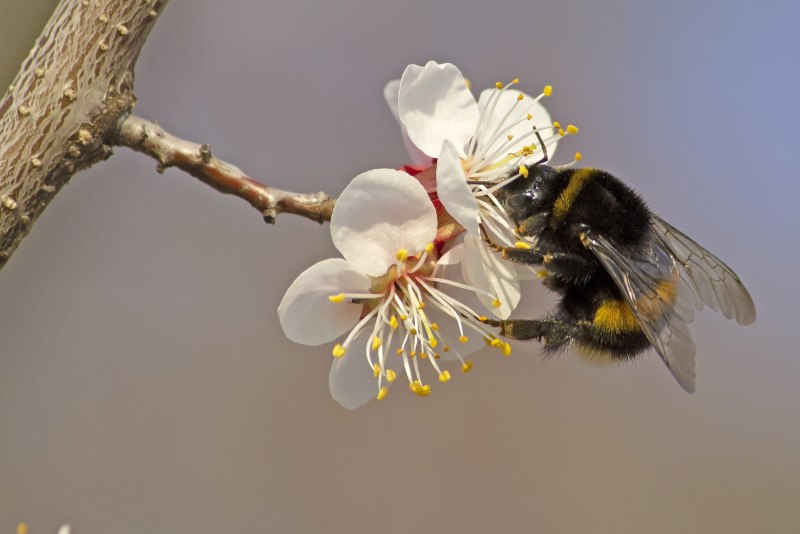 Bombus confusus