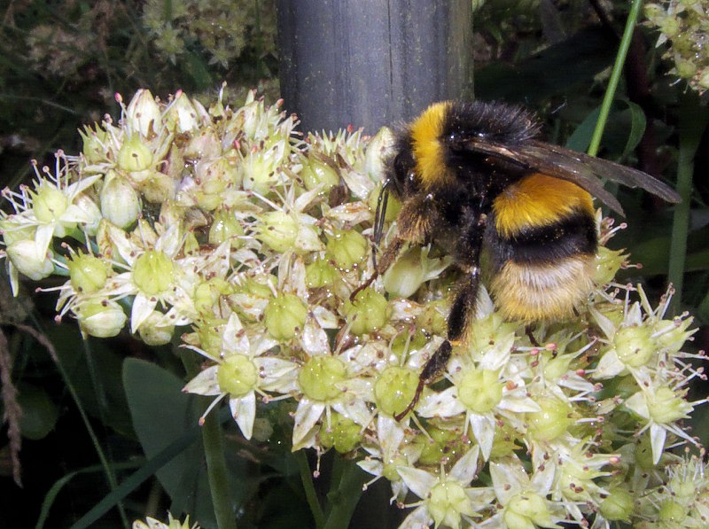 Шмель полевой Bombus agrorum
