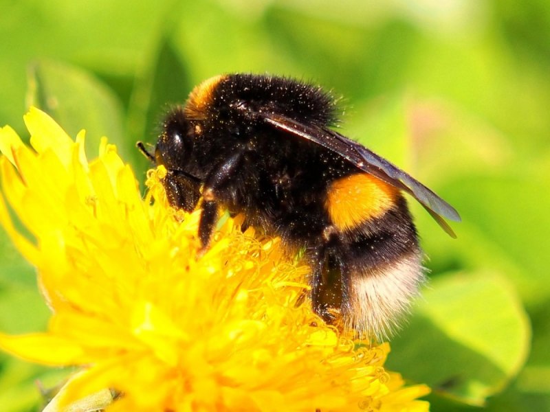Bombus pomorum