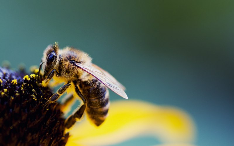 Шмель Земляной Bombus terrestris