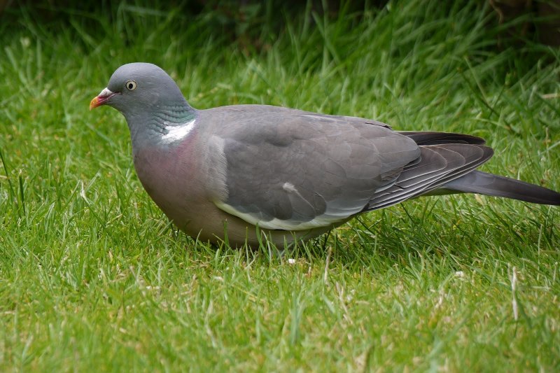 Вяхирь (Columba palumbus)