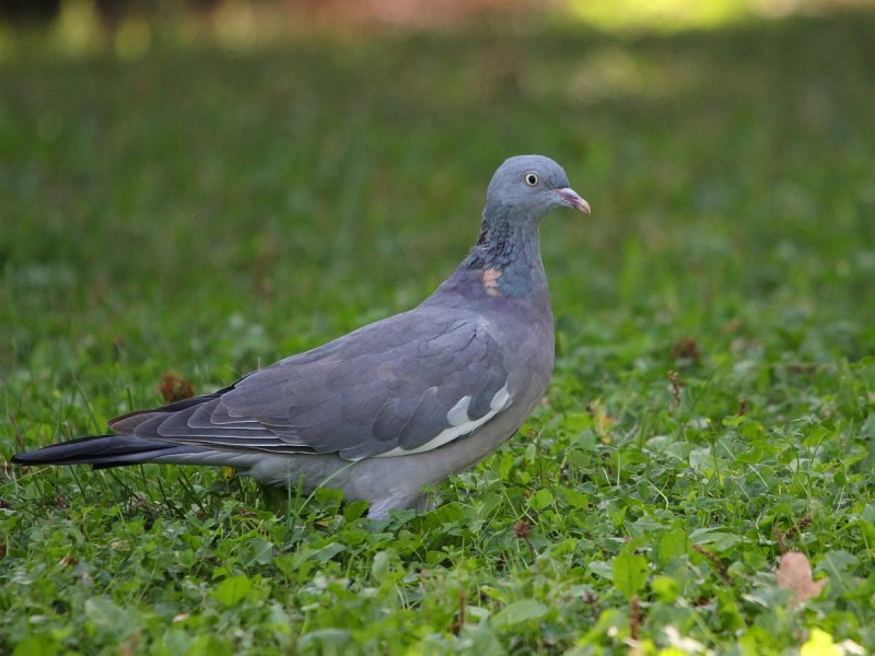 Вяхирь (Columba palumbus)