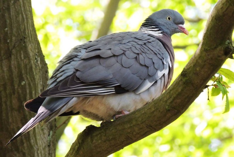 Вяхирь (Columba palumbus)