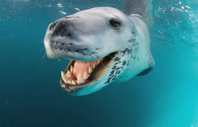 Hydrurga leptonyx