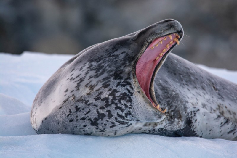 Морской леопард National Geographic