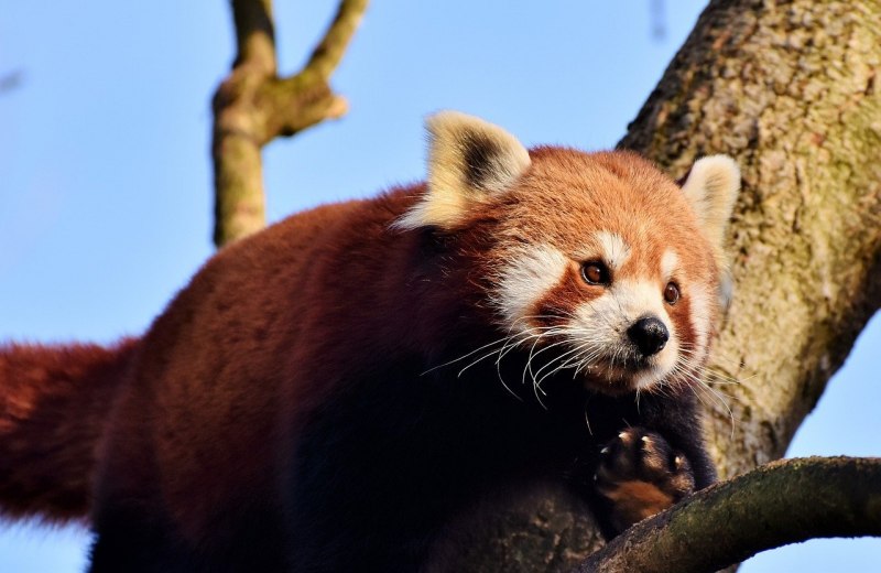 Коричневая Панда Кизай