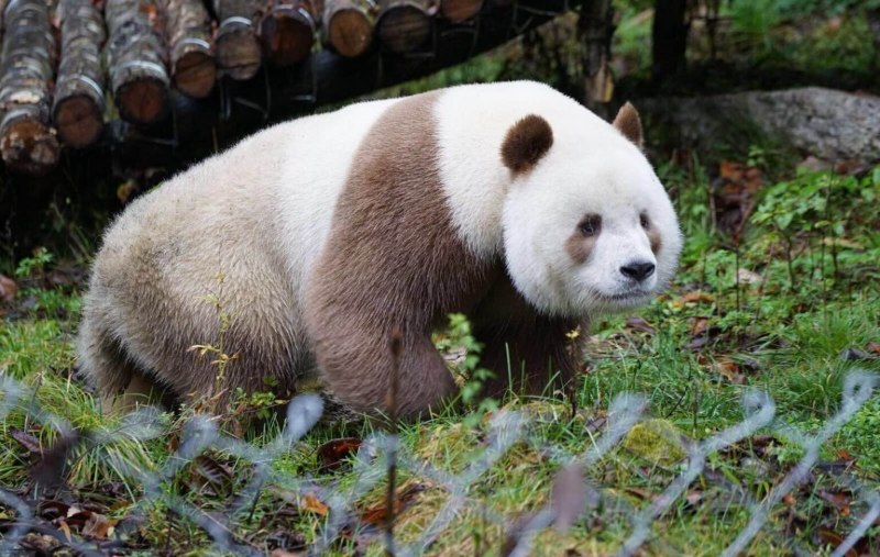 Коричневая Панда Кизай