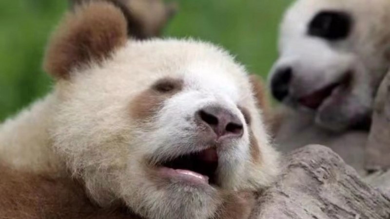 Коричневая Панда фото