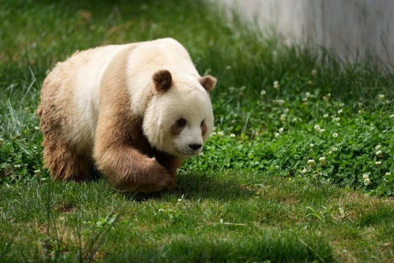 Коричневая Панда Кизай