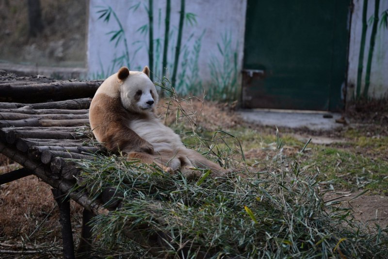 Wild giant Panda
