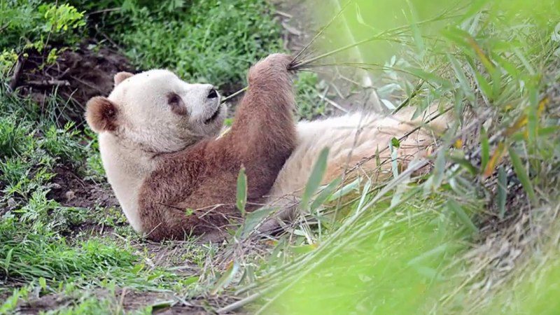 Коричневая редкая Панда