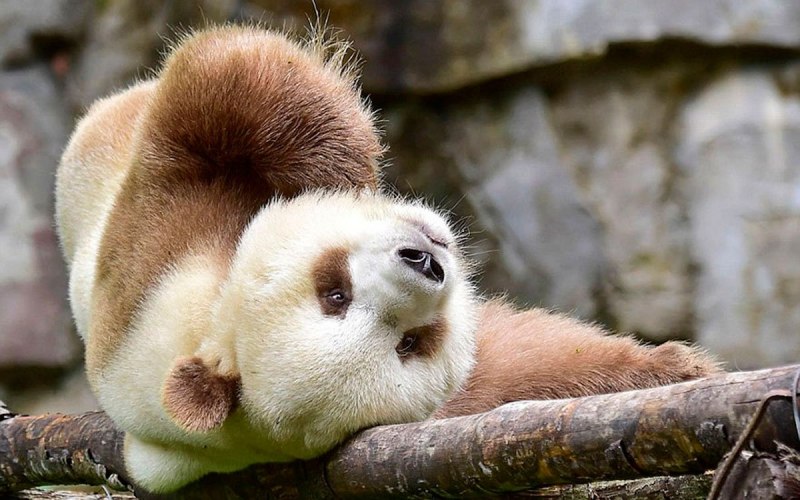 Коричневая Панда Кизай