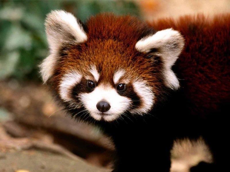 Коричневая Панда Кизай