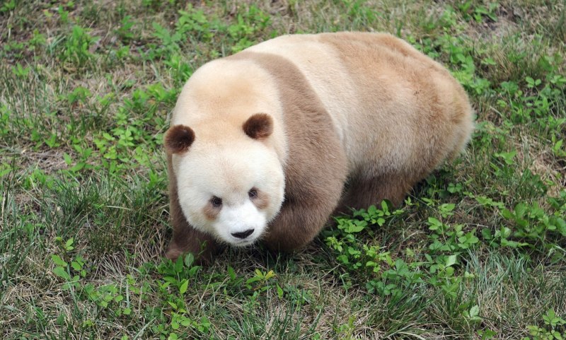 Коричневая Панда Кизай