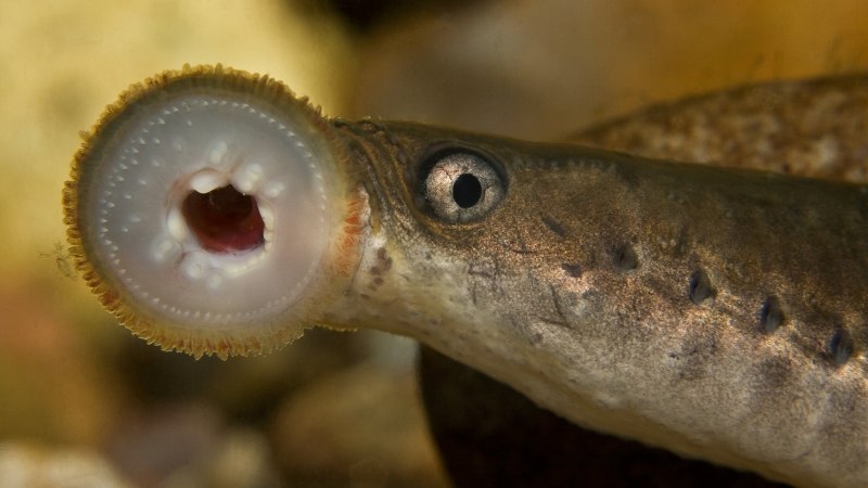 Морская минога (Petromyzon Marinus)