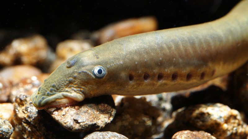 Речная минога Lampetra fluviatilis
