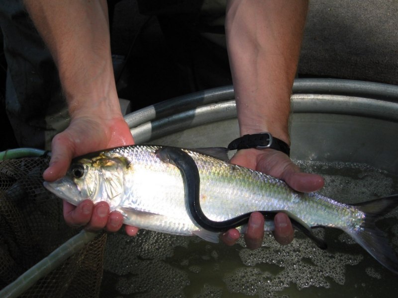 Морская минога (Petromyzon Marinus)